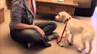 How To Teach Your Dog To Not Bite The Leash [upl. by Jenni]