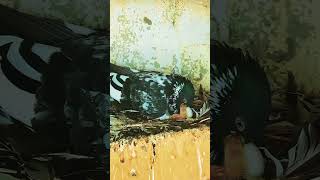 Shahid pigeon chanel bird kubutar newbabypigeon pigeon [upl. by Doowyah]