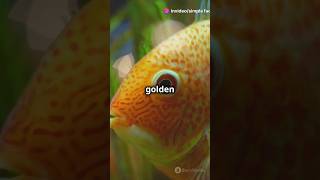 Worlds most expensive golden halibut gold fish ocean facts shorts [upl. by Htrag]