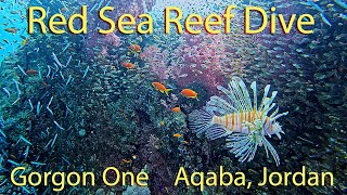 An amazing reef at the Gorgon One dive site in Aqaba Jordan [upl. by Fidelis215]