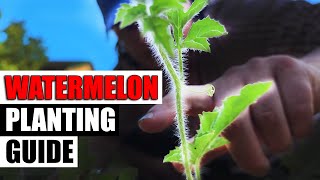 Watermelon Planting  The Complete Guide [upl. by Sukey]