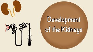 Development of the Kidneys  Renal Embryology  Development of the Urinary System  Embryology [upl. by Rehptsirhc]