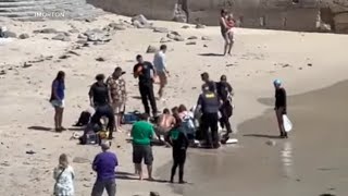 Shark attack at Florida beach leaves teenage girl seriously injured  ABC7 [upl. by Htilil713]