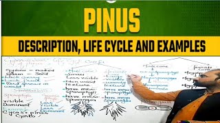 Life Cycle of Pinus  Pinus life Cycle  characteristics of Gymnosperms [upl. by Bandur]