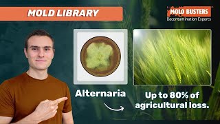 🦠Alternaria  📚Mold Library  Mold Busters [upl. by Seamus]