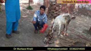 What is Goat dystocia and abortion how to assist while kidding Dr Murtaza Khalil ANIMALS KNOWLEDGE [upl. by Uoliram]