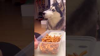 Siberian Huskey reaction dog siberianhuskey siberianhusky huskylife [upl. by Kaliski247]