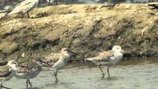 Nordmanns Greenshank [upl. by Yevol]