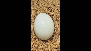 10000 Superworms VS Egg Timelapse Mealworms eating egg [upl. by Hare408]