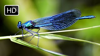 Dragon Fly  Fastest Flying Insect  Darning Needle  Sky Hunters  Slow Mo Macro Shots  HD [upl. by Erelia]