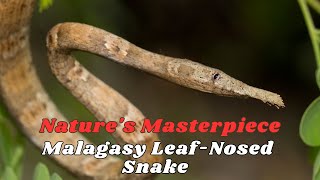 Natures Masterpiece Exploring the Malagasy LeafNosed Snake [upl. by Ttezil]