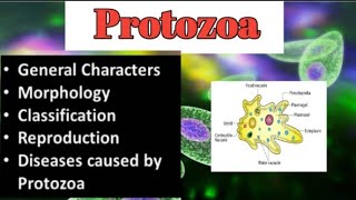 Introduction To Protozoa  Characters  Morphology  Reprodution  Types of protozoa  Diseases [upl. by Rafter]