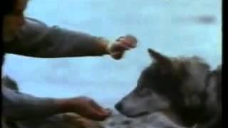 White Fang 1991  Filme Trailer [upl. by Renferd562]