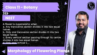 A flower is zygomorphic when a Any transverse section divides it into two equal halves b Only o [upl. by Enomahs]