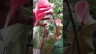 anthurium anthuriumplantcare planting garden subscribe shortvideos [upl. by Ijies496]