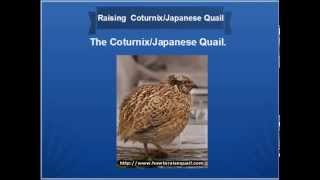 Coturnix Quail [upl. by Beaumont]