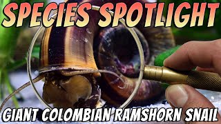 Giant Colombian Ramshorn Snail Marisa cornuarietis  Freshwater Aquarium Snails [upl. by Rox]