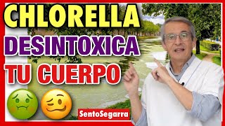 ✅ CHLORELLA 👉 PROPIEDADES ✌️BENEFICIOS ❤️ ¿Cómo TOMARLA [upl. by Geralda]