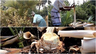 Heart Of Palm Tree  Swamp Cabbage Stew  My Village Foods [upl. by Dexter]