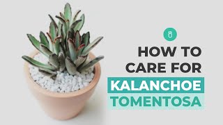 How to care for Panda Plant  Chocolate Soldier  Kalanchoe Tomentosa [upl. by Ziza691]