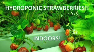 Indoor Hydroponic Strawberries Lots of Berries [upl. by Icam]