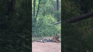 Bandhavgarh national park MP KATIWAH subadult male bandhavgarh bandhavgarhnationalpark [upl. by Lidia]