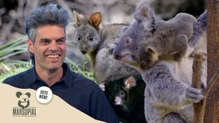 The Endangered Marsupials Australia Needs To Love More [upl. by Burnside]