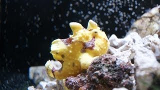 Zeus the Frogfish Lures amp Catches a Live Fish viewer discretion advised [upl. by Akselaw]