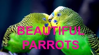 Beautiful Parrot Species [upl. by Alida151]