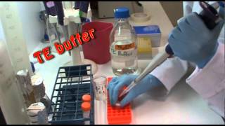 DNA extraction in the lab [upl. by Beaner279]