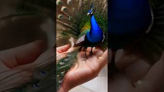 Peacock spreads peaceful love  miniature peacock  amazing [upl. by Shanney]