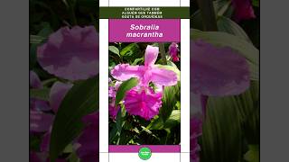 Sobralia macrantha Veja a Beleza desta Linda Orquídea shorts flores orquideas [upl. by Grata]