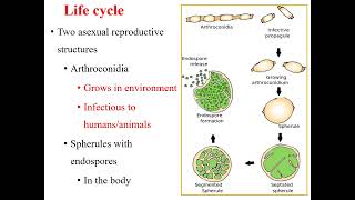 Coccidioidomycosis I Coccidioides immitis I Medical mycosis I Medical microbiology I [upl. by Edbert]