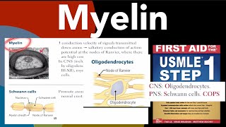 Myelin Myelinsheath Schwann cells amp Oligodendrocytes in HindiUrdu by first aid for USMLE step 1 [upl. by Yelsehc752]