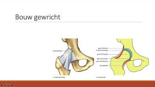 53  De bouw van gewrichten [upl. by Pearlstein783]