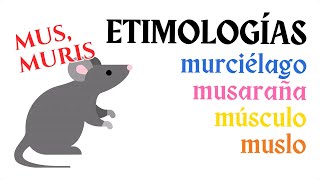 Etimología de «murciélago» y «musaraña» y «músculo» EtimologíaEspañol [upl. by Lurie]