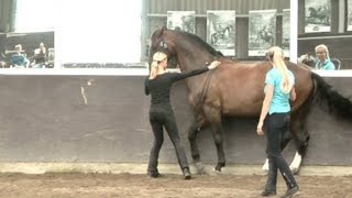 Straightness Training Clinic  The Netherlands [upl. by Allred334]