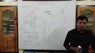 Excretory system Class 11 NEET [upl. by Annadiana]