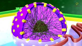 Practicallys Concepts  Nucleus Nuclear Envelope Nucleoplasm amp Nucleoli  LearnPractically [upl. by Servais152]