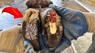 CutTrim and Cleaning  HELP Medical assistance for cow with ROTTY hoof [upl. by Eliath]