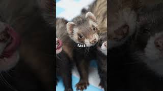 Ferrets make a cute dooking sound [upl. by Eirehs]