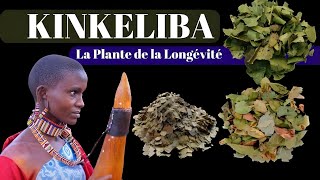 Découvrez le Kinkeliba  La Plante de la Longévité aux Pouvoirs Étonnants [upl. by Merideth]