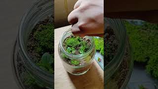 এই প্রথম একটা টেরারিয়াম বানালাম Terrarium making ❤️❤️terrarium plants [upl. by Vastha]