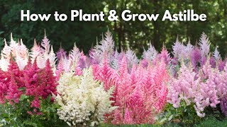 How to Plant and Grow Astilbe [upl. by Vallonia]