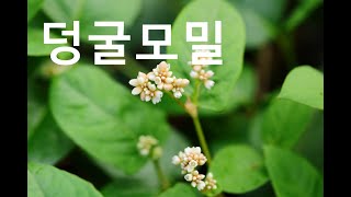 덩굴모밀Creeping smartweed [upl. by Tolkan197]