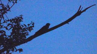 European Nightjar Call  Caprimulgus europaeus [upl. by Engeddi]