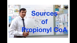 Propionyl CoA Sources [upl. by Ahsital]