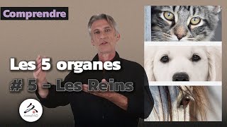 Les reins en Médecine Chinoise pour chats chiens et chevaux par JeanLuc Klein diplômé en MTC [upl. by Braswell]