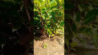 Komeng dalam gronshortvideos subscribe nature tanaman [upl. by Wilkens]