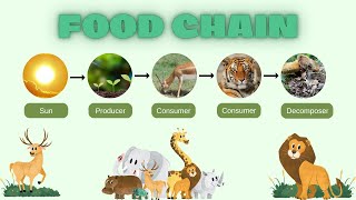 Food Chains and Food Webs  Basic Science Discover How Nature Stays Balanced [upl. by Enyrehtac]